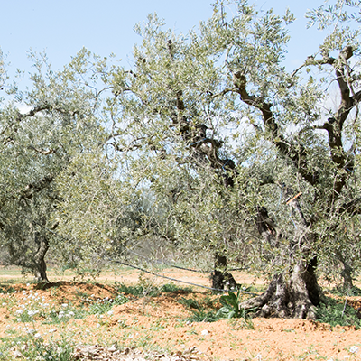 Vente d'oliviers et de gros sujets en Vaucluse