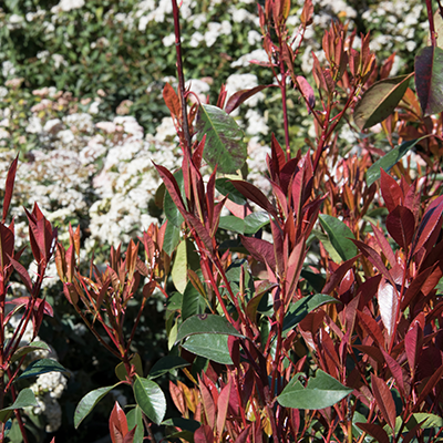 Vente de plantes d'ornement à Apt, Gordes (Vaucluse)