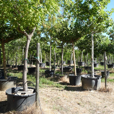 Vente d'arbres d'alignement et d'ombrage en Luberon