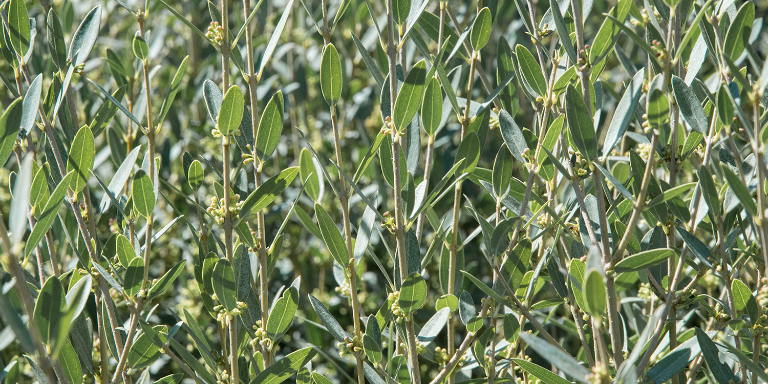 Pépinière à Roussilon, Vaucluse. Plantes méditerranéennes, arbustes, arbres fruitiers, conifères, gros sujets