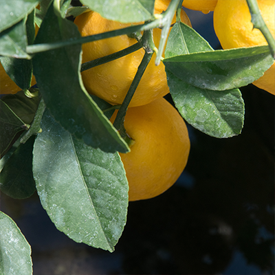 Vente de plants d'agrumes. Pépinière Appy à Roussillon