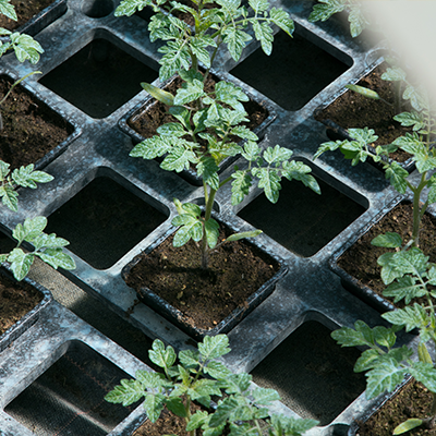 Vente de plantes pour le potager, pépinière à Roussillon, Vaucluse