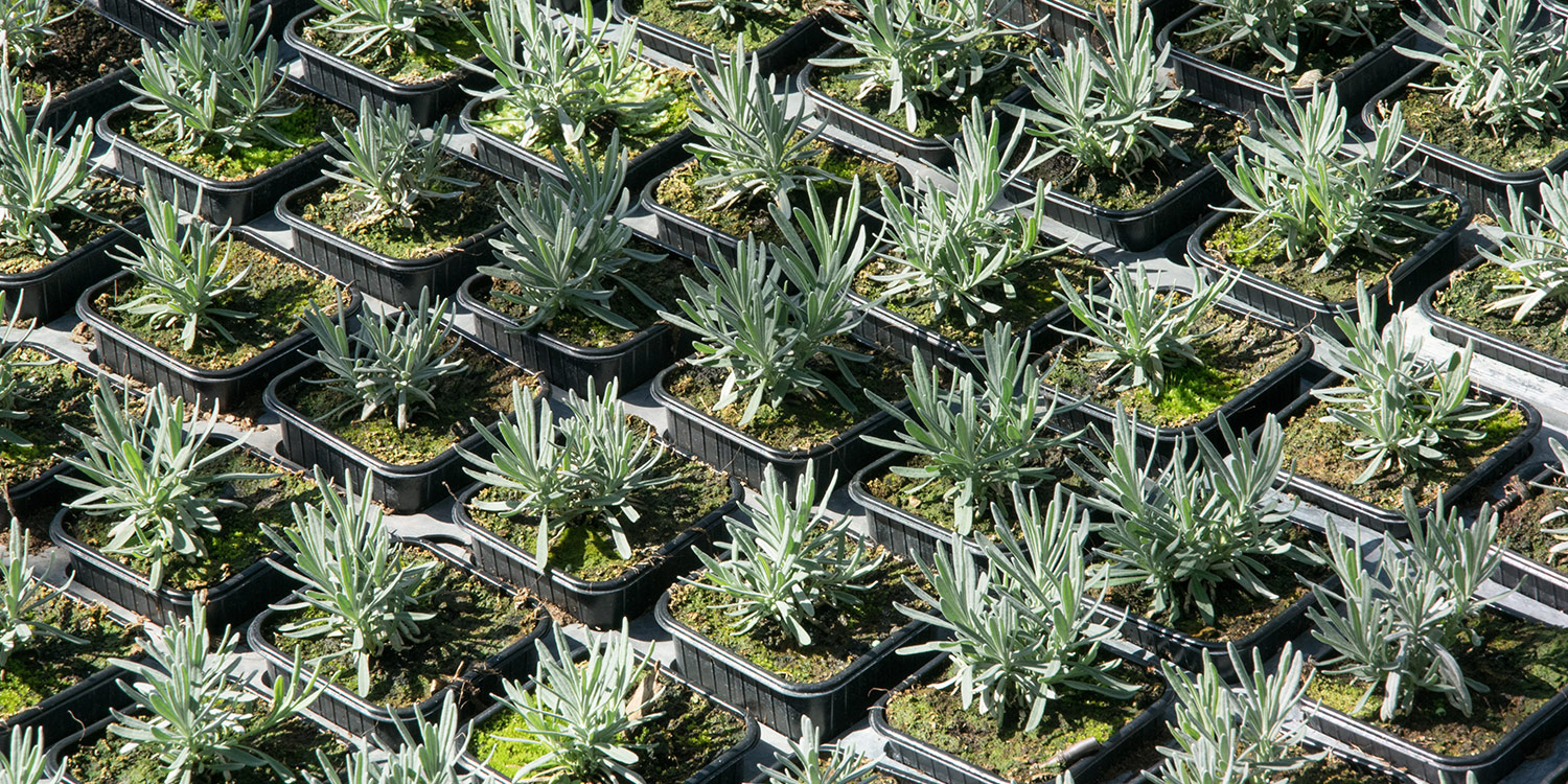 Horticulture à Roussillon (84220-Vaucluse). Plantes intérieures, pour jardin, agrumes, plantes du potager...